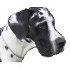 Obrazek